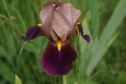 blossom bloom iris