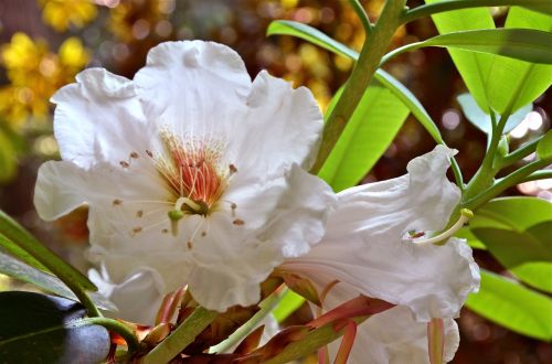 blossom white nature