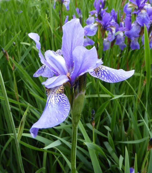 blossom bloom iris