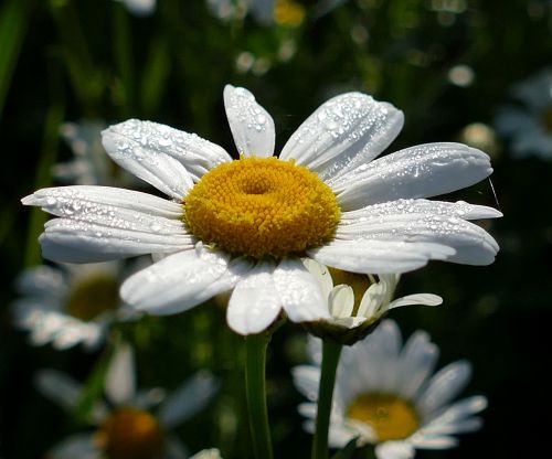 blossom bloom flower