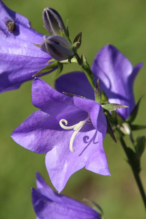 blossom bloom purple