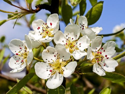 blossom bloom blossom