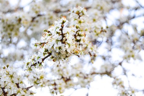 blossom spring flower