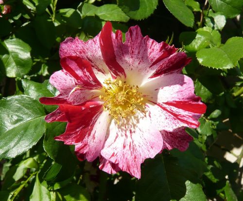 blossom bloom plant