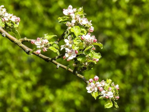 blossom bloom blossom