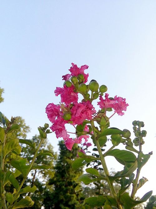 blossom flowers summer