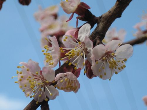 blossom flower pink