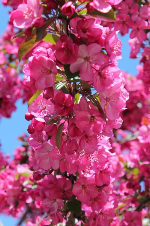 blossom flower backdrop