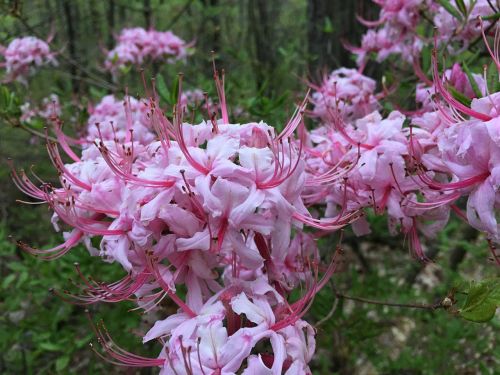 blossom pink forest