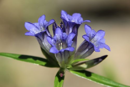 blossom bloom blue