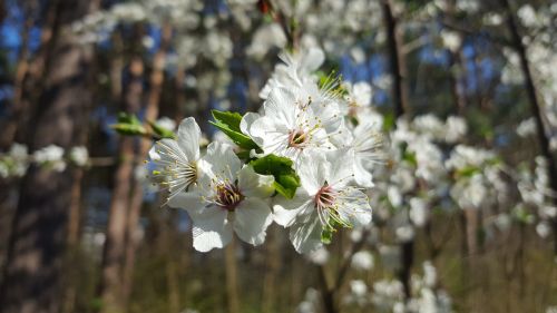 blossom bloom spring