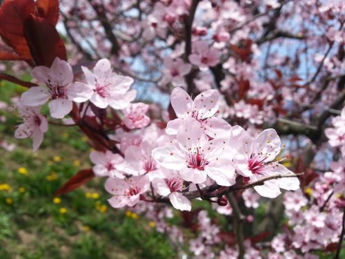 blossom bloom spring