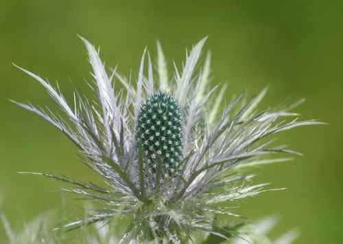 blossom bloom thistle