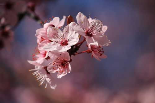 blossom bloom nature