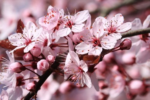 blossom bloom nature