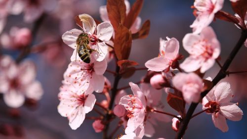 blossom bloom bee