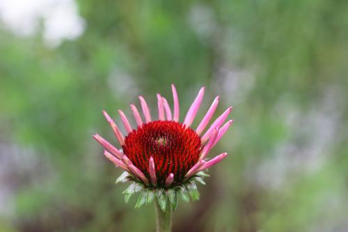 blossom bloom plant