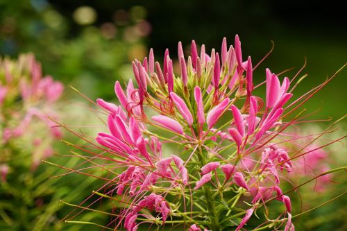 blossom bloom pink