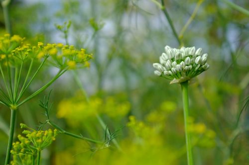 blossom green fresh