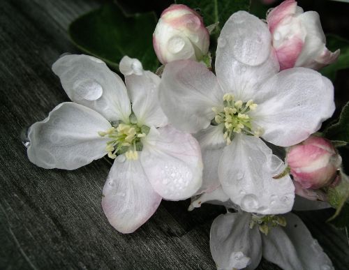 blossom apple flower