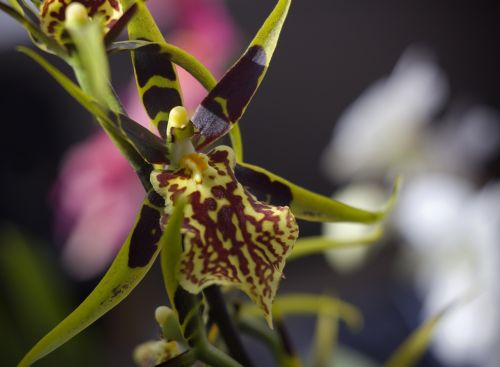 blossom bloom spider orchid