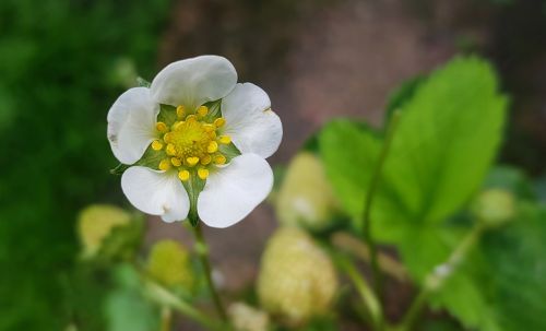 blossom bloom strawberry flower