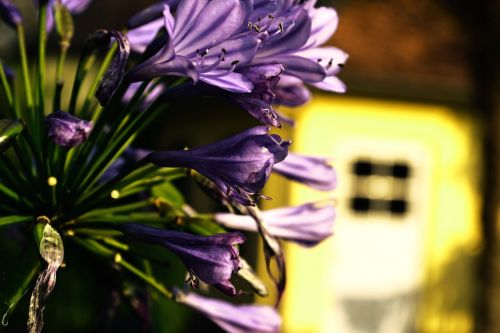 blossom bloom purple