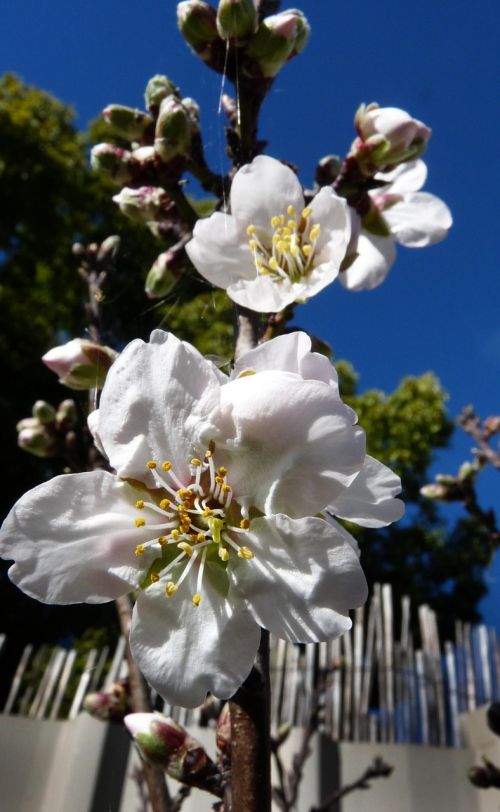 blossom almond tree spring