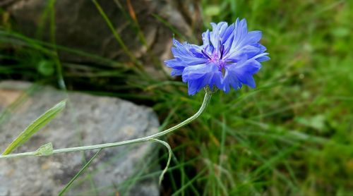 blossom bloom cornflower