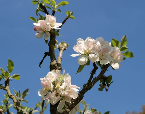 blossom apple tree