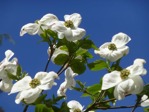 blossom bloom white