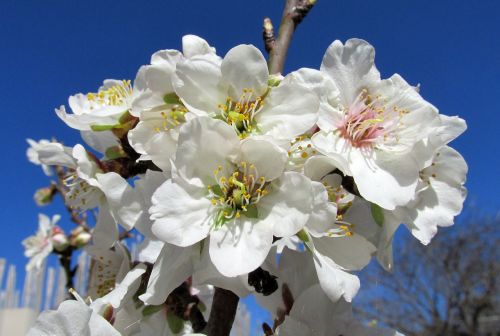 blossom almond tree