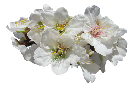 blossom almond springtime