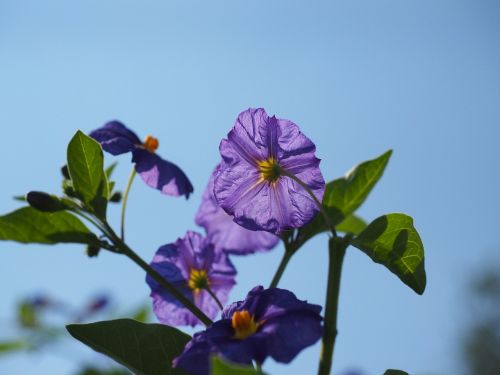 blossom bloom violet