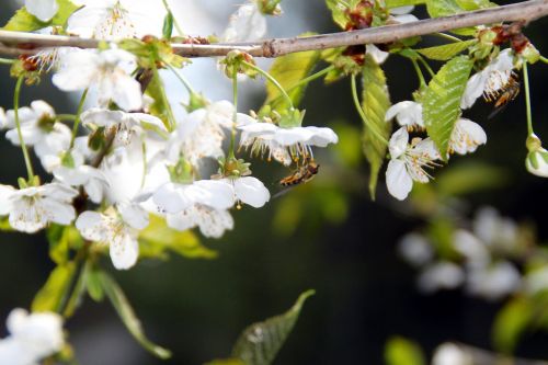 blossom bloom bee