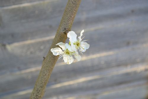 blossom plum blossom flower