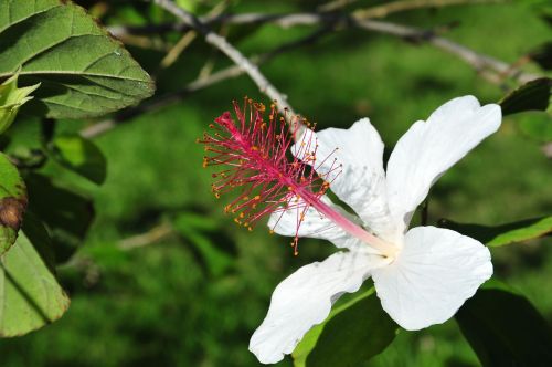 blossom bloom tropical