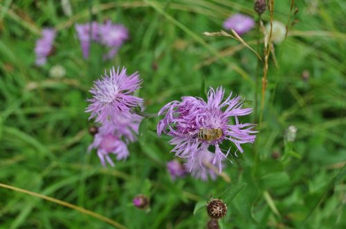 blossom bloom bee