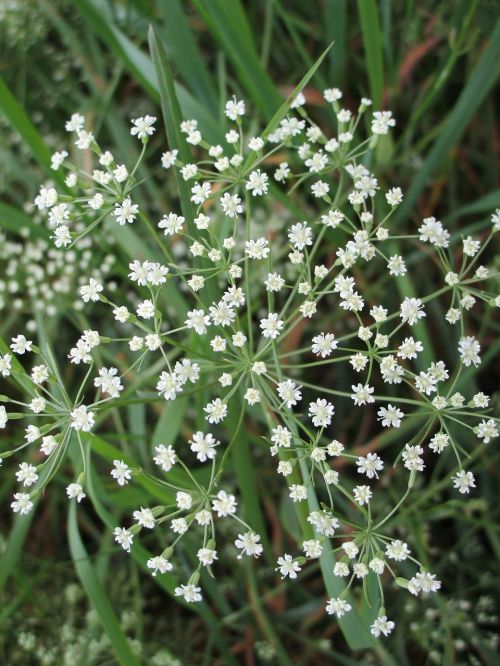 blossom bloom white