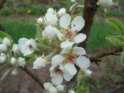 blossom bloom pear blossom