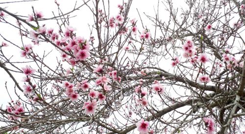 blossom blossoms spring