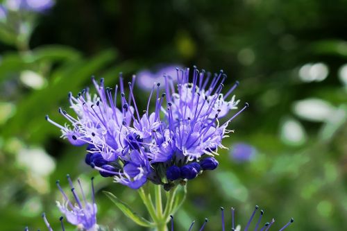 blossom bloom blue