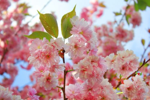 blossom branch tree