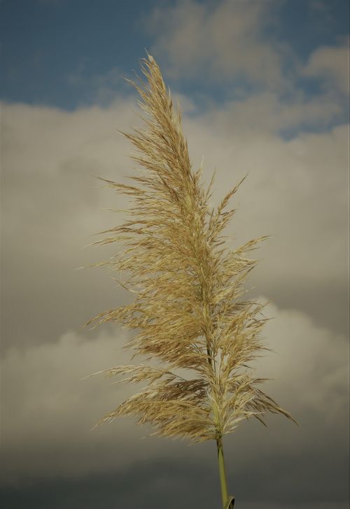 blossom bloom plant