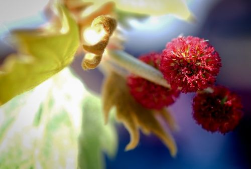 blossom platani fruit