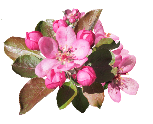 blossom pink crab apple