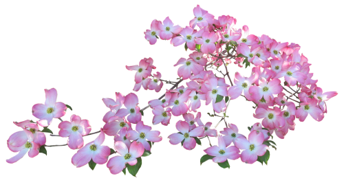 blossom pink dogwood