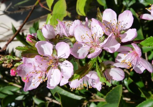 blossom pink plant