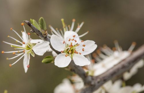 blossom bloom spring