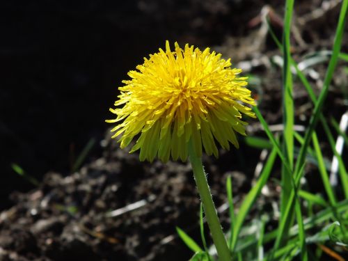 blossom bloom yellow